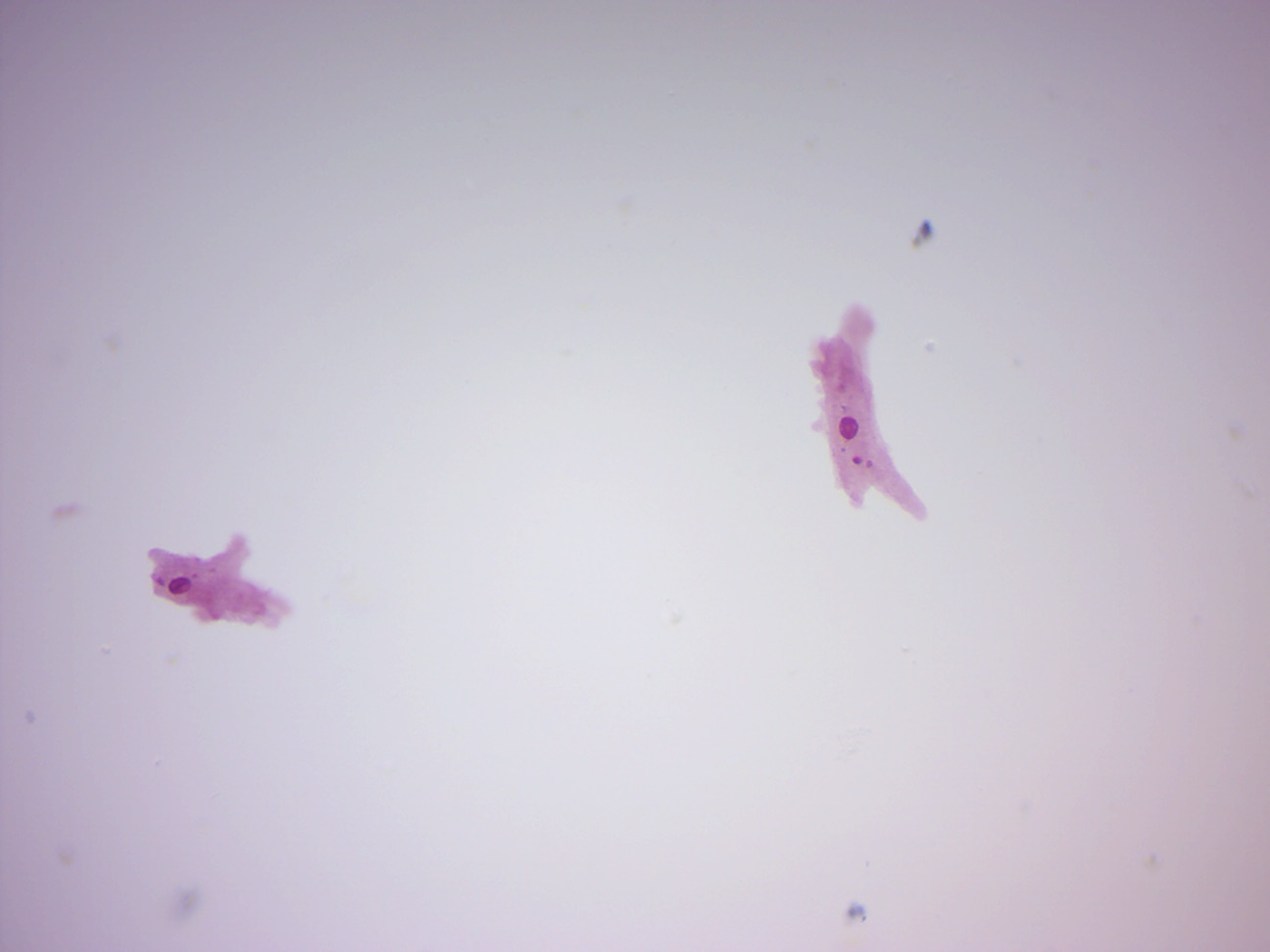 amoeba microscope slide